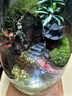 江南純手工藝術(shù)創(chuàng)意苔蘚微景觀真綠植桌面擺件帶流水生態(tài)喬遷禮物 景觀+定時植物燈+底座 曬單實拍圖