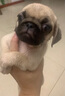 果粒之星純種巴哥幼犬寵物狗八哥活體巴哥犬活體狗狗寵物活體哈巴狗幼犬 寵物級(jí) 曬單實(shí)拍圖
