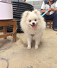 貝意品背心式狗狗牽引繩胸背帶防掙脫小型犬泰迪比熊博美遛狗鏈寵物兔繩 曬單實(shí)拍圖