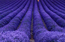薰衣草種子狹葉普羅旺斯花種四季種庭院香草陽臺(tái)花籽盆栽種孑 薰衣草種子/包約500粒 1包 曬單實(shí)拍圖