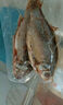 微山湖野生鯽魚土漁民捕撈活魚現(xiàn)殺凈膛滋補(bǔ)燉湯400g/袋 大號(hào)【2-3條/400g】400g*2袋 曬單實(shí)拍圖