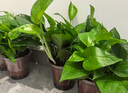 雙盟綠蘿盆栽除甲醛花卉綠植辦公室新房凈化空氣110方白10盆源頭直發(fā) 曬單實拍圖