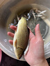 川澤免調(diào)漂魚鉤線組套裝浮漂金袖子線雙鉤高靈敏魚漂釣魚新手組合套裝 【4.5M】免調(diào)漂套裝（日用款） 線號1.0 曬單實(shí)拍圖