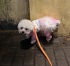 阿莫爾狗狗衣服防風沖鋒衣寵物四腳全包雨衣小型犬比熊雨天外出衣服防臟 粉色沖鋒衣 M【胸40背24 建議4-6斤】 曬單實拍圖