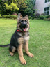 德牧幼犬賽級(jí)純種德國(guó)牧羊犬活體弓背黑背狼狗警犬大型犬護(hù)衛(wèi)犬狗 血統(tǒng)級(jí) 公 曬單實(shí)拍圖