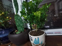 臨雅香水米蘭盆栽驅蚊驅蟲(chóng)植物好養活綠植客廳室內花卉四季米蘭花樹(shù)苗 驅蚊香水米蘭+原盆+肥料 曬單實(shí)拍圖
