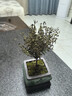 花翁老樁植物綠植盆栽紫檀花卉小葉赤楠盆景+四方山水盆+底座源頭直發(fā) 曬單實拍圖