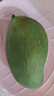 京鮮生 攀枝花凱特芒 凈重8.5斤 帶箱9斤 單果600g+ 生鮮水果 源頭直發(fā) 曬單實(shí)拍圖