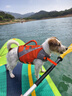 MIKI PAD狗狗救生衣寵物泳衣玩水狗狗衣服夏天泳池海邊柯基比熊中小型犬 熱浪橙【強(qiáng)大浮力 玩水專用】 L（胸圍56-69）建議15-30斤 曬單實(shí)拍圖