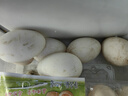 12枚新鮮鵝蛋農(nóng)家散養(yǎng)鵝蛋孕婦寶寶滋補食材大個頭生鮮京東包郵 12枚精選鵝蛋（總凈重1.25kg） 曬單實拍圖
