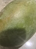 【新鮮上市】正宗攀枝花凱特芒果新鮮水果 帶箱2斤200g+ 曬單實拍圖