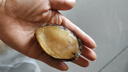 森農(nóng)樂(lè)鮑魚(yú)鮮活冷凍特大生鮮大號(hào)貝類(lèi)海鮮水產(chǎn)超大即食佛跳墻食材鮑魚(yú)汁 14-16只/斤【中大鮑2斤 實(shí)發(fā)28-30只】 曬單實(shí)拍圖