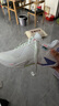 李寧（LI-NING）羽毛球鞋雷霆PRO男女同款輕量高回彈比賽鞋AYAT009-1 曬單實(shí)拍圖