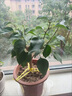 三角梅大苗盆栽綠櫻老樁三角梅室內(nèi)外植物四季好養(yǎng)活 三角梅大苗塔紫40-50厘米（不含盆） 曬單實拍圖
