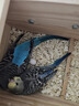 茨格曼鸚鵡保溫燈加熱燈鳥籠保暖器幼鳥過冬用品玄鳳鸚鵡保溫燈罩暖燈 防燙燈罩+100W陶瓷燈1個 曬單實拍圖