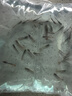 小型熱帶觀賞魚魚活體魚苗活體孔雀魚天使魚好養(yǎng)耐活漁場直發(fā)活魚 孔雀魚隨機24條送備損6條+魚食 曬單實拍圖