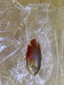 招財麗麗魚活體熱帶觀賞魚小型淡水好養(yǎng)耐活紅尾金線瑪麗魚苗 3-5CM 五彩麗麗 【2條】 曬單實拍圖