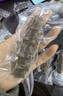 俄羅斯海參即食刺鮮活淡干海參年干貨野生鮮活 即食海參500g11-12cm（8頭） 曬單實(shí)拍圖