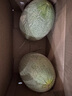 京鮮生 哈密瓜西州蜜25號 凈重7-8斤2-4粒裝 源頭直發(fā)包郵 曬單實拍圖
