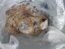 【羊頭】新鮮羊頭帶皮羊頭火燒羊頭整個新鮮帶皮商用 整個生羊頭【3-4斤】 曬單實(shí)拍圖