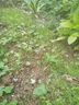 垂絲茉莉盆栽大棵年宵花耐寒客廳茉莉花卉陽(yáng)臺植物濃香室內四季開(kāi) *紫垂絲茉莉* 八年半苗*一顆*30天爆花 曬單實(shí)拍圖