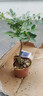 小葉紫檀盆景老樁綠植中式盆栽室內(nèi)辦公桌面茶幾花卉擺件好養(yǎng)易活 3年老樁小葉紫檀1盆【25-30厘米】+原盆土+肥 曬單實拍圖