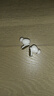 iKF Fly Max主動(dòng)降噪真無(wú)線藍(lán)牙耳機(jī)無(wú)線入耳式音樂(lè)高音質(zhì)低延遲游戲耳麥運(yùn)動(dòng)長(zhǎng)續(xù)航適用蘋果安卓華為 云巖白-45dB降噪+HiFi金標(biāo)音質(zhì) 標(biāo)配 支持APP 曬單實(shí)拍圖