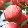 紅富士蘋果棲霞紅富士新鮮水果脆甜多汁級蘋果禮盒生鮮館水果生鮮 蘋果帶箱5斤凈重4.5斤80mm-85mm 曬單實拍圖