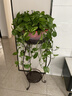 綠蘿吊蘭水培盆栽室內(nèi)除甲醛長藤綠籮垂吊植物新房去甲醇凈化空氣 精品長藤紅盆1盆（藤長30~40cm）送儲水盆 曬單實拍圖