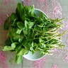 京營正宗東北蘸醬小菜新鮮臭菜農(nóng)家自種新鮮蔬菜大葉臭菜蘸醬生吃小菜 500g 曬單實拍圖