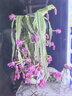 拓路者（Pioneer Camp）戶外防潑水工裝短褲夏季寬松女士透氣耐磨五分休閑褲 黑色 XL  曬單實拍圖