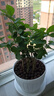開(kāi)時(shí)果 茉莉花盆栽濃香型 桌面綠植物陽(yáng)臺(tái)花卉樹(shù)苗盆景擺件源頭直發(fā)包郵 精品茉莉花5-10株【仿木桶盆】 曬單實(shí)拍圖