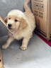 純種金毛幼犬活體寵物狗雙血統(tǒng)大型犬金毛犬幼犬大骨架沙灘金金毛 血統(tǒng)級 公 曬單實拍圖