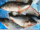 品鮮肴淡水魚(yú)生態(tài)淡水鱸魚(yú)無(wú)小刺河鱸魚(yú)漁民現捕鮮活魚(yú)現殺淡水海鮮水產(chǎn) 550-600g（凈膛前重量） 現殺1條 曬單實(shí)拍圖