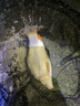 劉志強(qiáng)強(qiáng)拉野釣短子線雙鉤成品綁好袖鉤進(jìn)口防纏繞超靈敏釣魚裝備 【金袖有刺 】28cm（鉤5#線0.8） 曬單實(shí)拍圖