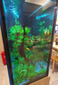 接吻魚(yú)熱帶觀(guān)賞魚(yú)淡水活體魚(yú)苗好養耐活小型熱帶魚(yú)親嘴魚(yú)寵物金魚(yú) 4-5cm接吻魚(yú)2條 曬單實(shí)拍圖