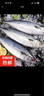 京喜加鮐鲅魚(yú)青占魚(yú)青魚(yú)新鮮冷凍鲅魚(yú)青花魚(yú)整條鮐魚(yú)深海捕撈海鮮魚(yú)類 2斤 鮐鲅魚(yú)3/4兩一條 曬單實(shí)拍圖