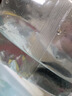 瘋狂水草迷你鸚鵡魚(yú)活體公母一對繁殖小魚(yú)苗觀(guān)賞魚(yú)活體小型熱帶魚(yú)好養耐活 混養套餐4條裝買(mǎi)3送1備損 曬單實(shí)拍圖