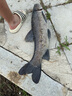 漢鼎釣魚(yú)竿手竿超輕魚(yú)桿碳纖維手桿速戰極鰱鳙竿京東自營(yíng)漁具官方旗艦 曬單實(shí)拍圖
