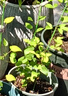 虹越（HONGYUE）鐵線(xiàn)蓮花苗P9小規格盆栽苗大花陽(yáng)臺豐花庭院爬藤花卉JS 【帶盆栽好】HF楊 P9 曬單實(shí)拍圖