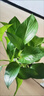 發(fā)財樹小盆栽水培植物室內桌面綠蘿文竹四季好養(yǎng)綠植盆景花卉招財 單桿發(fā)財樹+梔子花+綠蘿+肥（早安盆） 曬單實拍圖