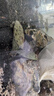 烏鱉苗外池烏鱉小甲魚(yú)寵物專(zhuān)養 4-5厘米(約8-15克) 1g 曬單實(shí)拍圖