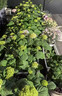 繡球花種籽子室內外四季播種開(kāi)花多年生混色花籽種植庭院易活花苗 混色繡球100粒+肥料 曬單實(shí)拍圖