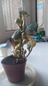 菩提樹(shù)盆栽小盼菩提盆景帶果中式禪意桌面擺件室內創(chuàng  )意好養綠植物 原盆菩提（帶果發(fā)貨） 曬單實(shí)拍圖