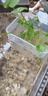 蒲戀魚(yú)缸水培植物定植籃家用水草種植杯壁掛挺水綠蘿定植魚(yú)缸造景裝飾 【透明定植籃帶螺絲/兩個(gè)裝】 曬單實(shí)拍圖