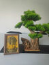 赟婭客廳玄關(guān)辦公室招財(cái)擺件五帝錢(qián)發(fā)財(cái)樹(shù)酒柜裝飾品擺件喬遷開(kāi)業(yè)禮物 五帝錢(qián)發(fā)財(cái)樹(shù)擺件 曬單實(shí)拍圖