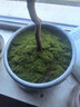 美園中苔蘚鮮活盆景鋪面微景觀植物水陸缸假山草造景材料細(xì)羽蘚短絨青苔 細(xì)羽苔蘚十盒（鮮活） 曬單實(shí)拍圖