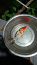 錦鯉活魚觀賞魚活體淡水冷水魚純種黃金紅白三色錦鯉魚金魚招財魚 20-25cm 三陽開泰(紅白+三色+黃 曬單實拍圖