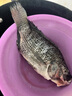 環(huán)球水產(chǎn)三去羅非魚2.8斤/共4條 免處理去鱗去鰓去內(nèi)臟 魚類 曬單實拍圖