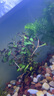 瘋狂水草（FKSC）真水草魚缸造景套餐凈化水質(zhì)懶人魚缸水草植物直接入缸蜈蚣草 【火山石】水草組合一3棵裝 曬單實拍圖